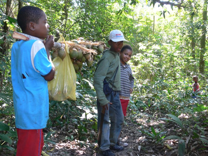 bagoskidscomingbackwithsmallcoconuts.jpg