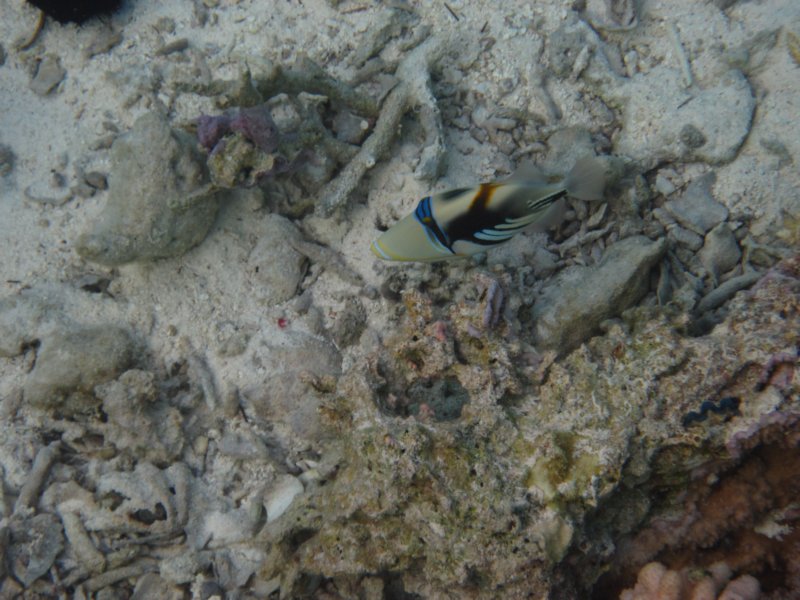 whitebandedtriggerfish.jpg