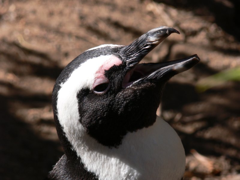 penguincoolingdownineedalso.jpg