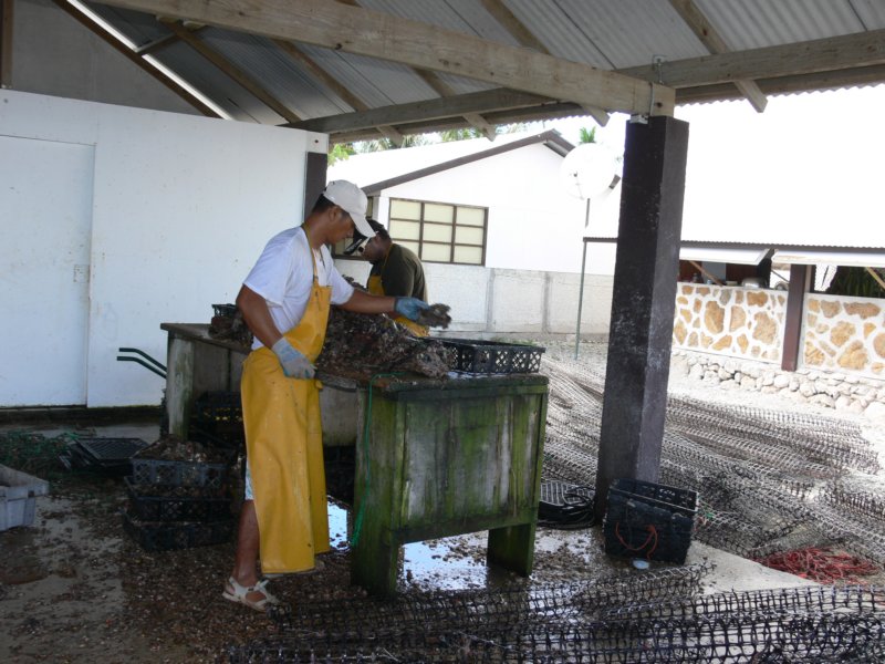 shelsarebeingcleanedmuszlesanajpierwczyszczone.jpg