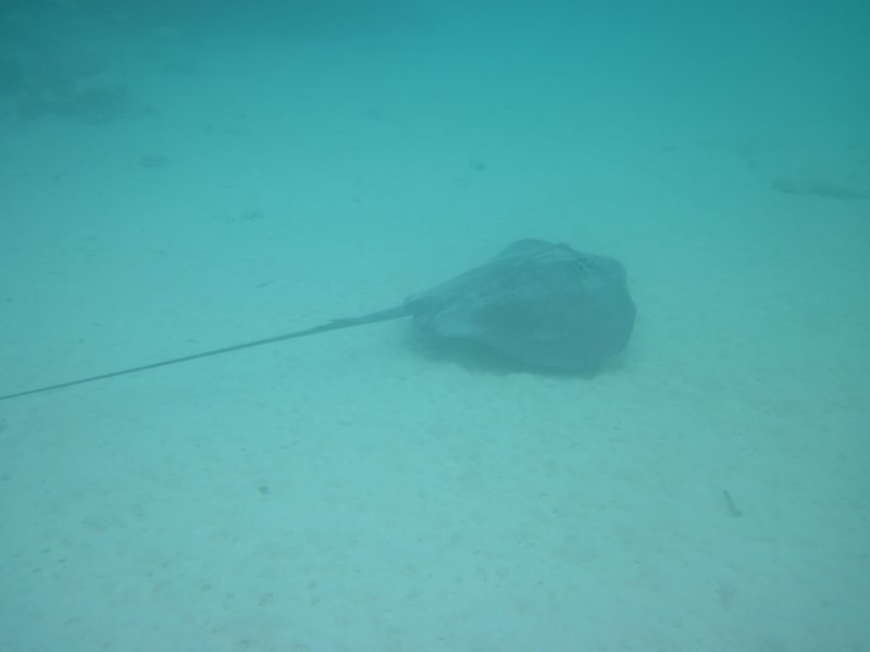 stingray2.jpg