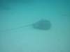 stingray2_small.jpg