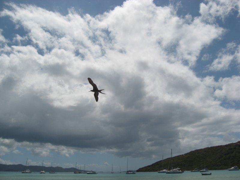 frigatebird.jpg