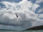 frigatebird_small.jpg