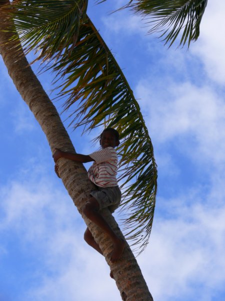 boyclimbingcoconuttreechlopiecwdrapujesienapalme.jpg