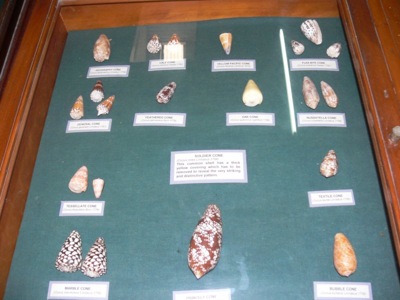 gablotazmuszlamiwmuzeumshelldisplaycaseinlevukamuseum.jpg