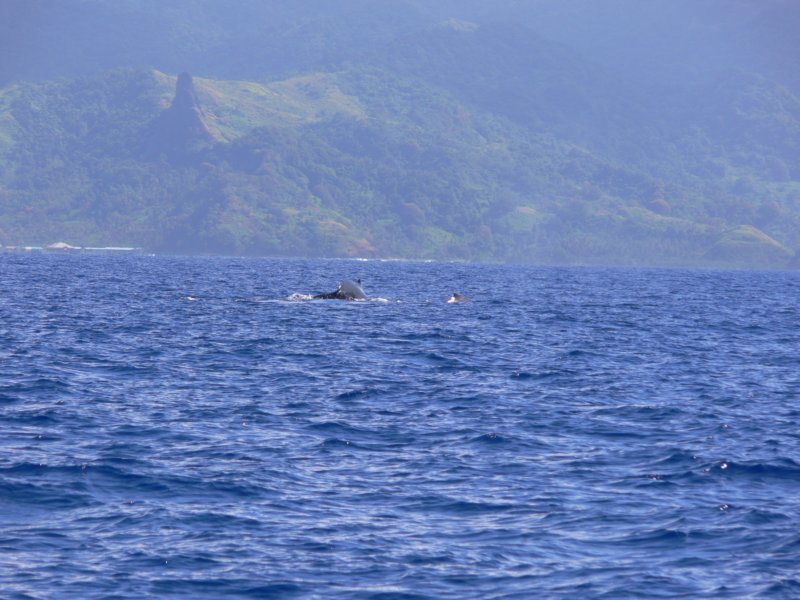 humpbackwhalesclosetoovalauislandhumbakizauwazonekolowyspyovalau.jpg