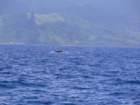 humpbackwhalesclosetoovalauislandhumbakizauwazonekolowyspyovalau_small.jpg
