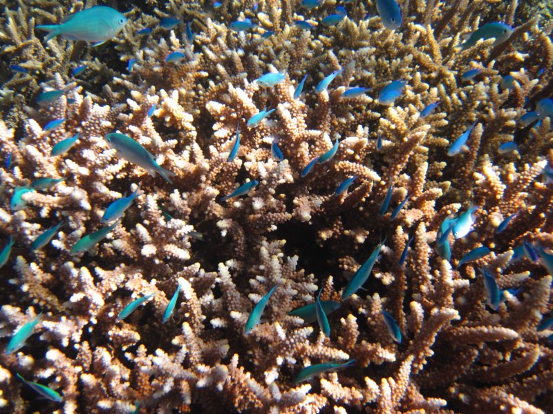 rybkisiechowajawkoralufishhidinginthecoral.jpg