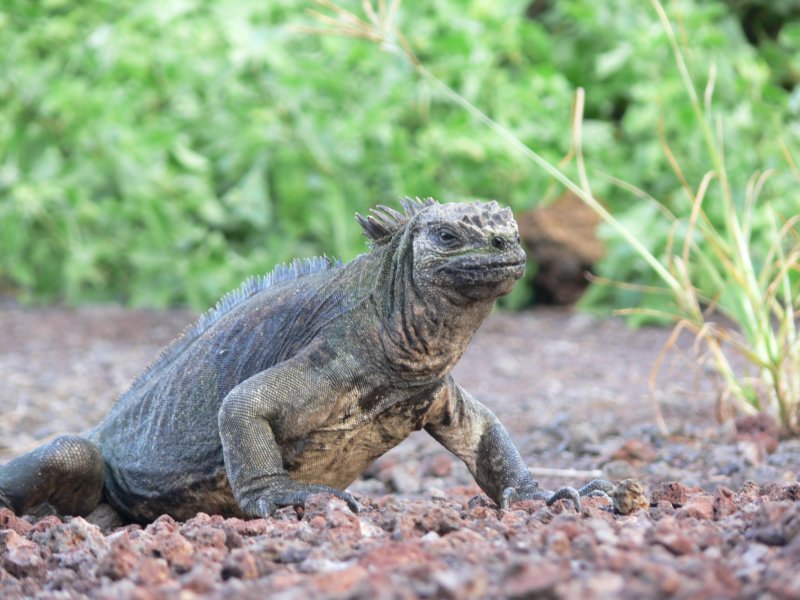 iguanaagainiznowuiguanabedzieichjeszczepare.jpg