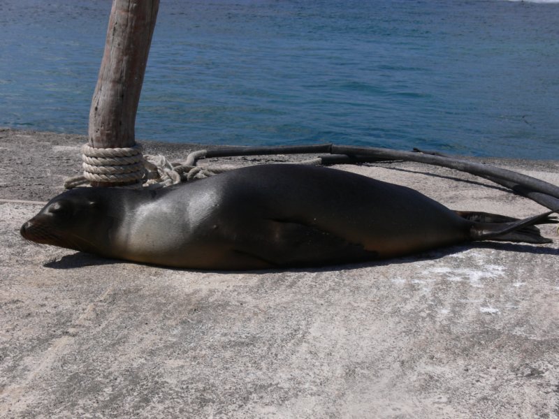 sealionsunbathinglewmorskisieopala.jpg