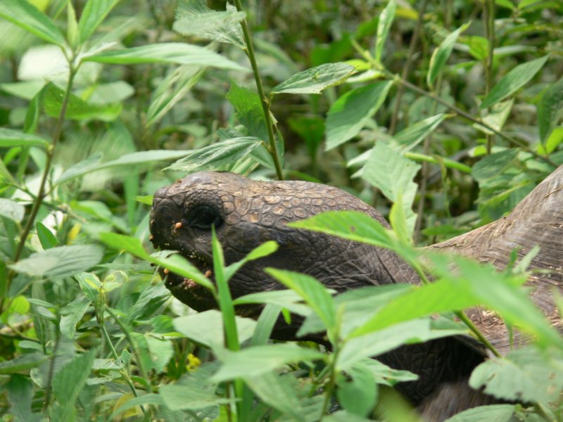 tortoisehiddingintheundergrowthzolwchowasiewkrzakach.jpg