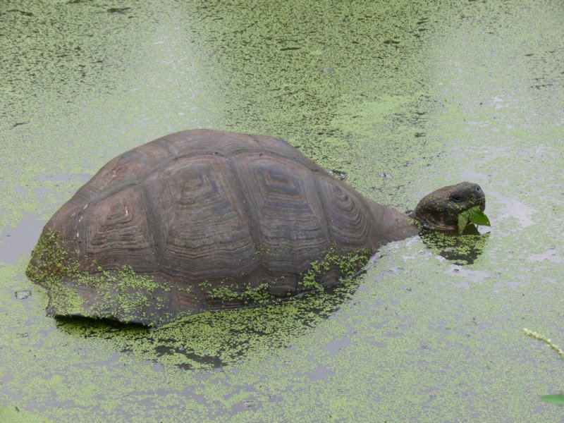 tortoiseinapuddleeatingzolwplawisiewbajorzeizreliscia.jpg