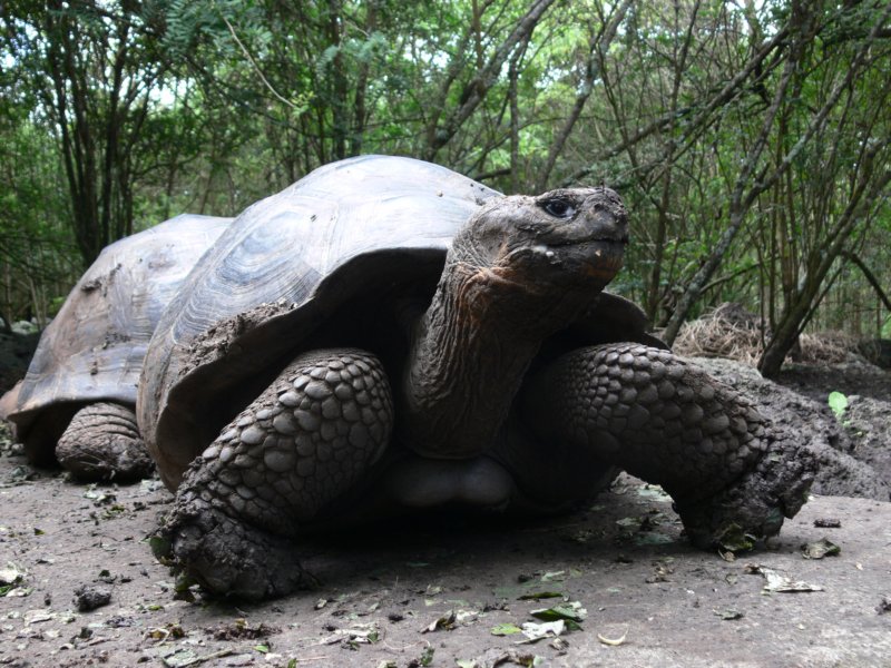 tortoiseposingzolwpozujeukazujacswojatrakcyjnyprofil.jpg