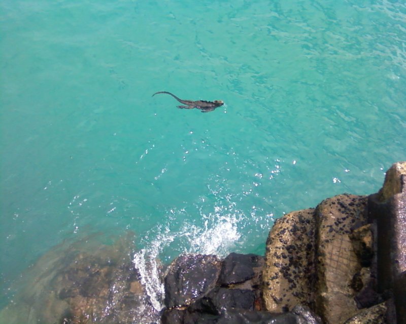 wodnaiguanawakcjiseaiguanaswimming.jpg