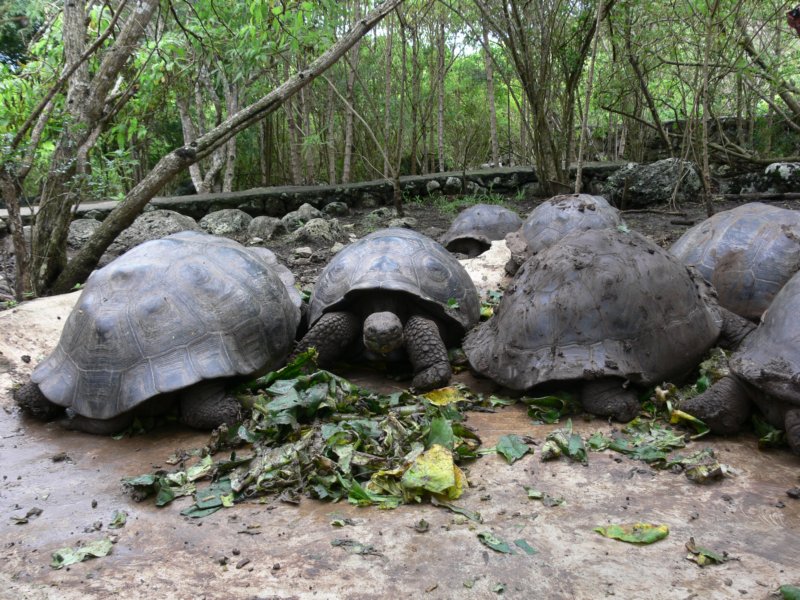 zolwiepasasietortoisesfeeding.jpg