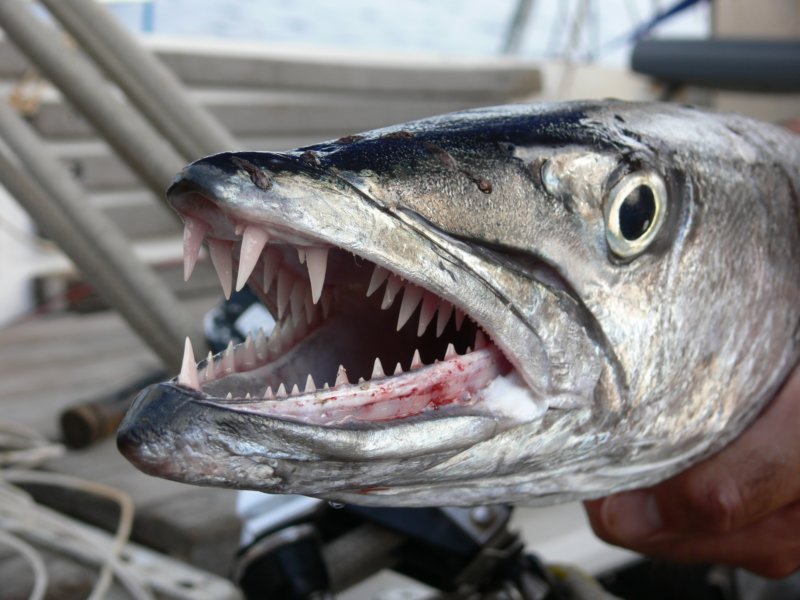 monstergreatbarracuda.jpg