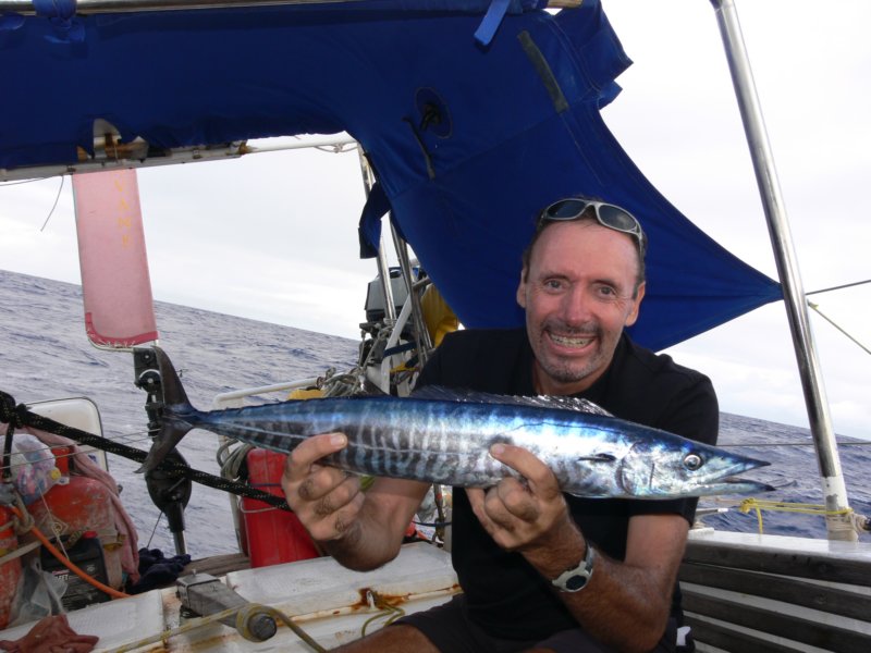 smallchevronbarracuda.jpg