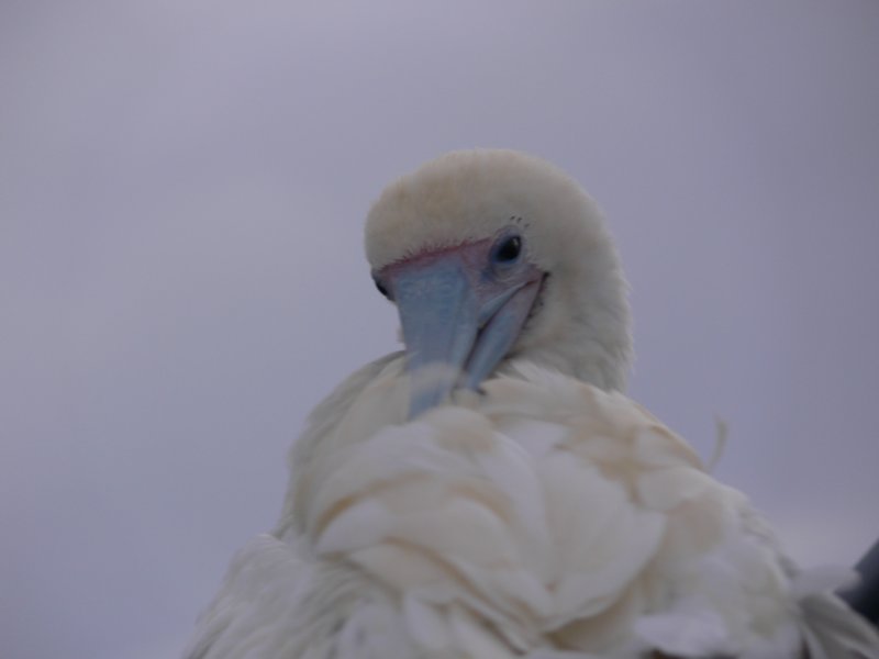 wsadzedziobwpioraiwillputmyheadintothefeathers.jpg