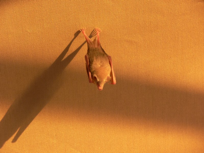 batmanarrived.jpg