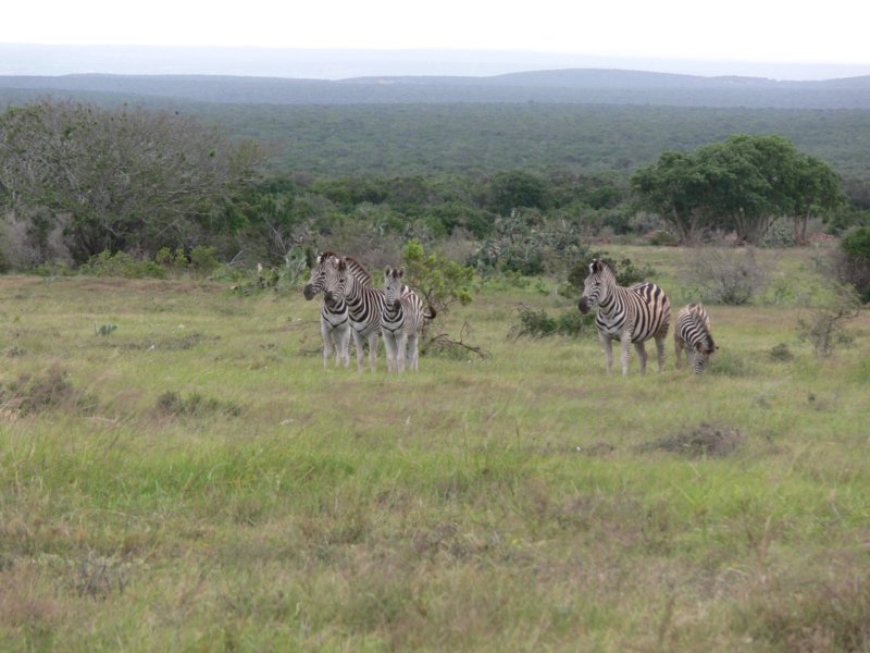 andzebrasagain.jpg