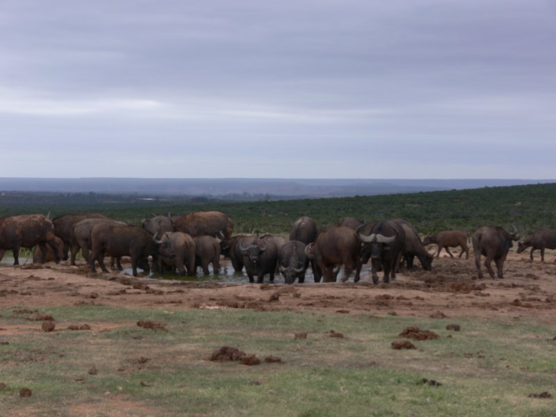 bawolypijawodebuffalosatwateringhole.jpg