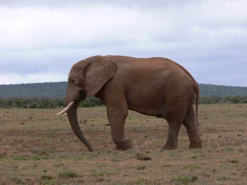 bigone.jpg
