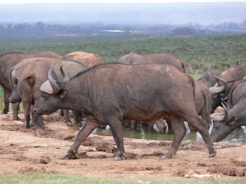 buffalos.jpg