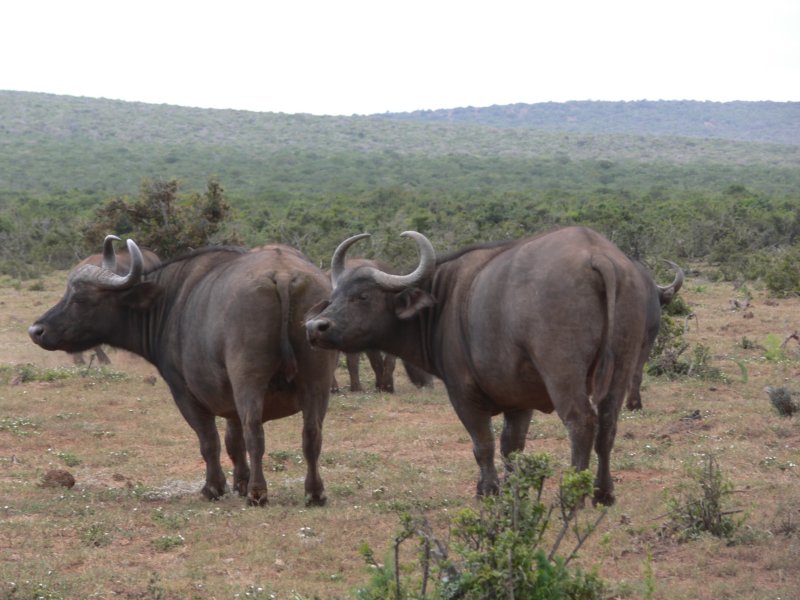 buffalos2.jpg