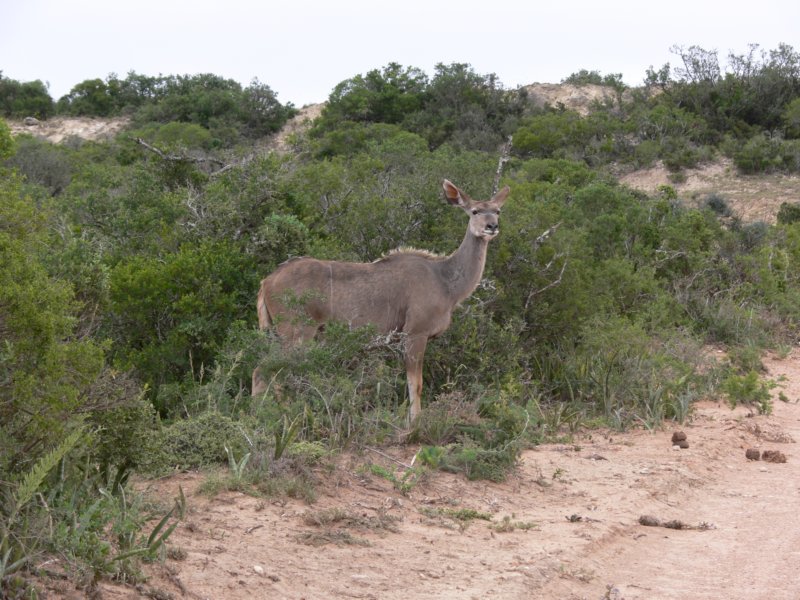 commonduiker.jpg