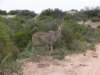 commonduiker_small.jpg