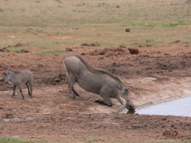 drinkingwarthogsguscepija.jpg