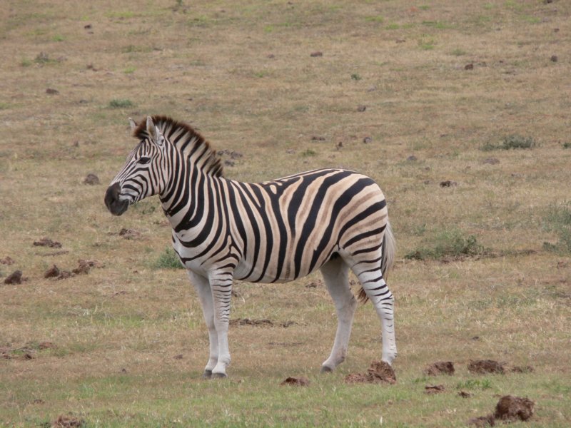 dumnazebraproudzebra.jpg