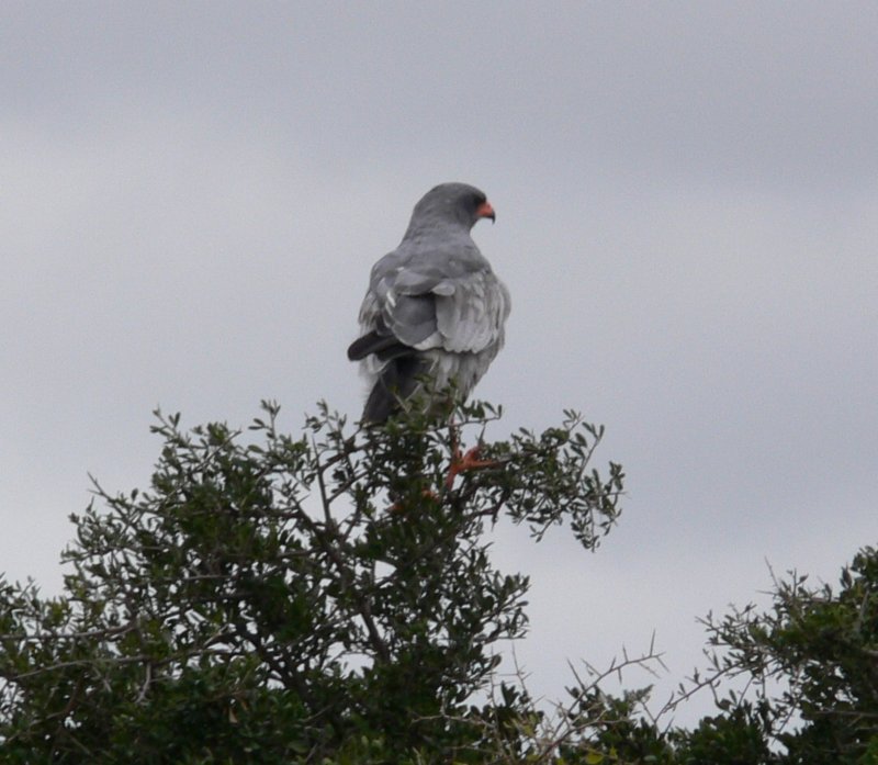 eagleofsomesortjakisptokdrapieznyzrodzinyorlowzapewne.jpg