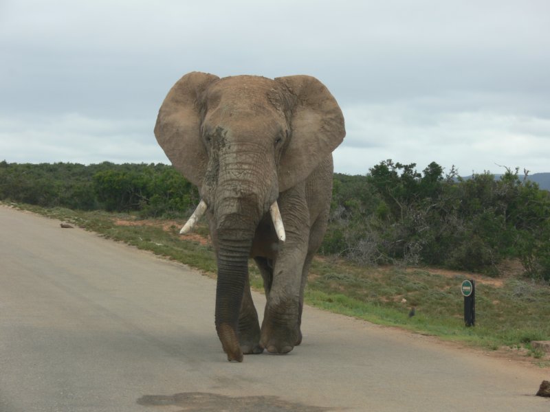 elephantwalkingtowardsourcarslonidziewkierunkunaszegosamochodu.jpg