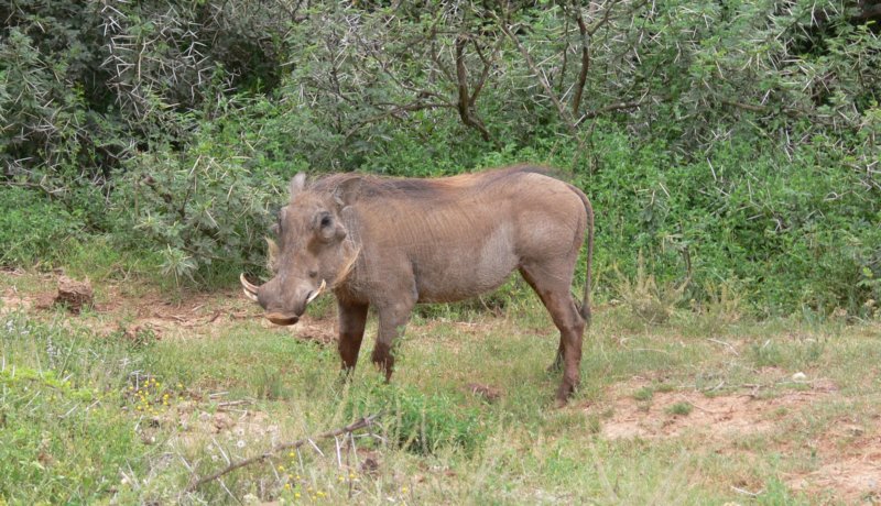 gusiecwarthog.jpg