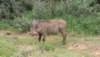 gusiecwarthog_small.jpg