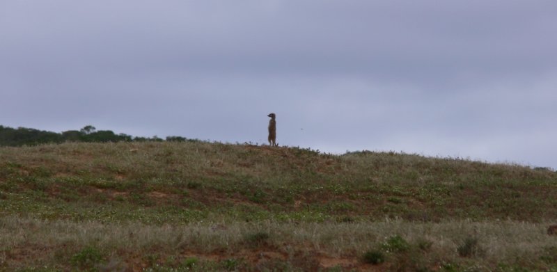 meerkatlookoutsurykatkanastrazy.jpg