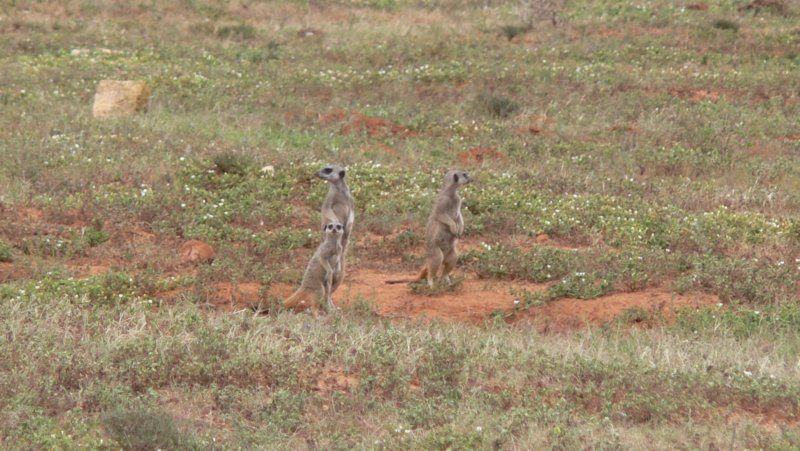 meerkats3surykatki.jpg