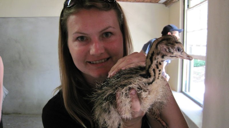 swiezowyklutystrusostrichfewhoursafterhatching.jpg