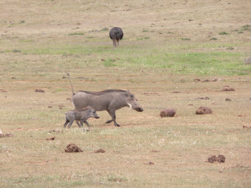 warthogsandostrichinthedistancegusceistruswoddali.jpg