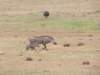 warthogsandostrichinthedistancegusceistruswoddali_small.jpg