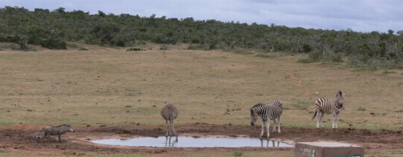 wateringholewarthogsostrichandzebrasdrinkingwodopojguscestrusizebrypija.jpg