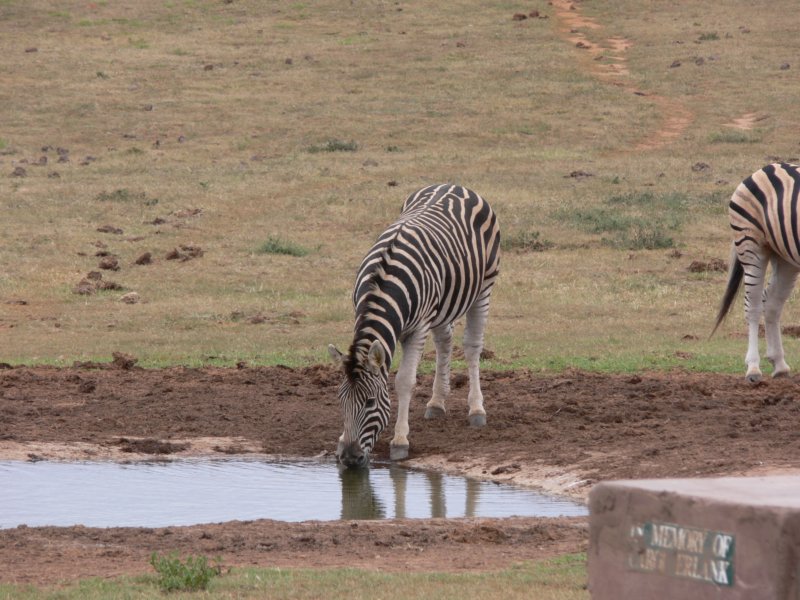 zebra.jpg