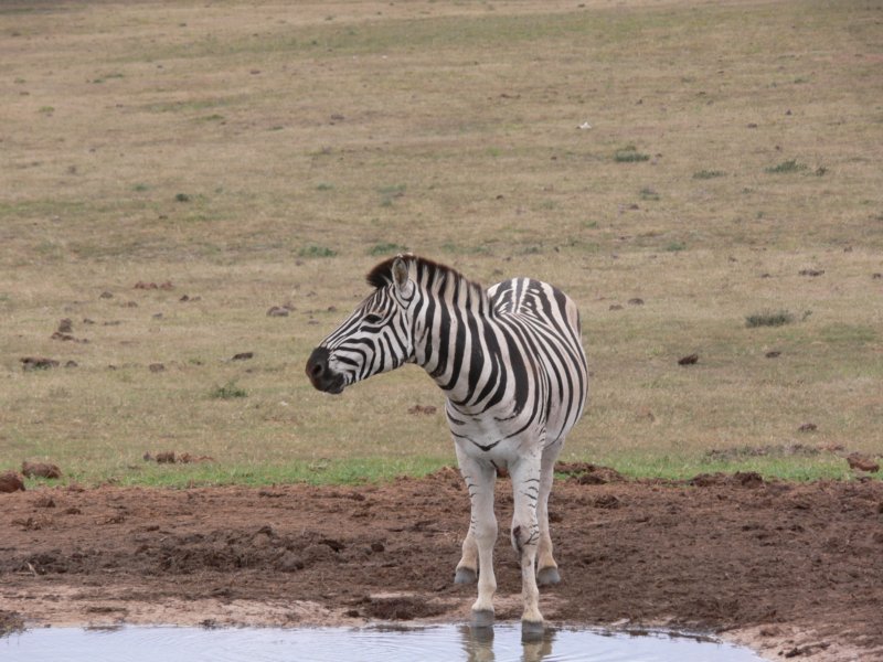 zebra2.jpg