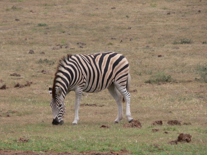 zebragrazingpasacasiezebra.jpg