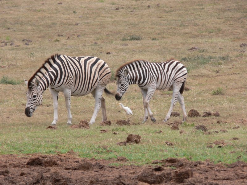 zebrasandbirdzebryiptakida.jpg