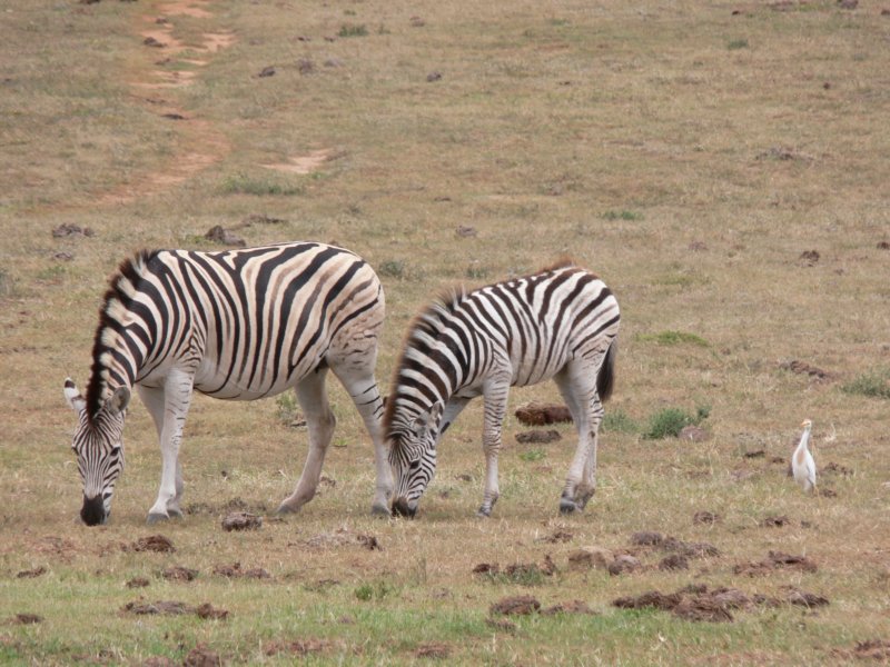 zebrasandsmallbirdbehindzebryiptak.jpg