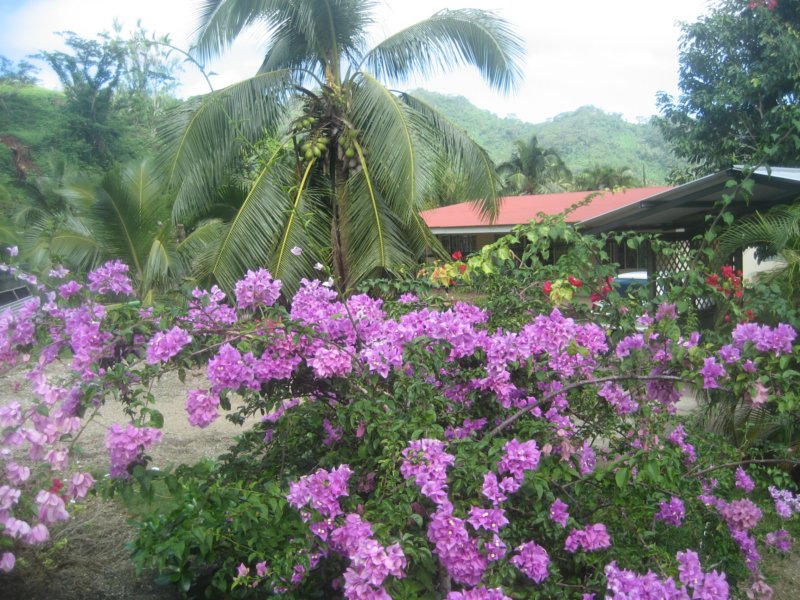 kwiotkiflowers.jpg