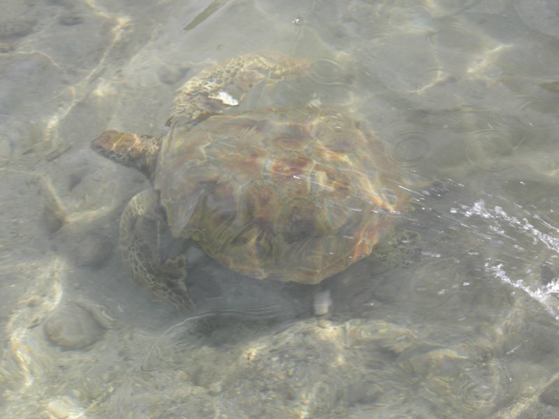 turtlerescuedbyhibiskusownerfromfishingnetszolwuratowanyzsieciprzezwlascicielapensjonatuhibiskus.jpg